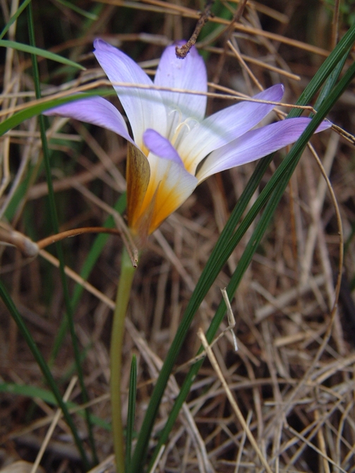 Romulea bulbocodium